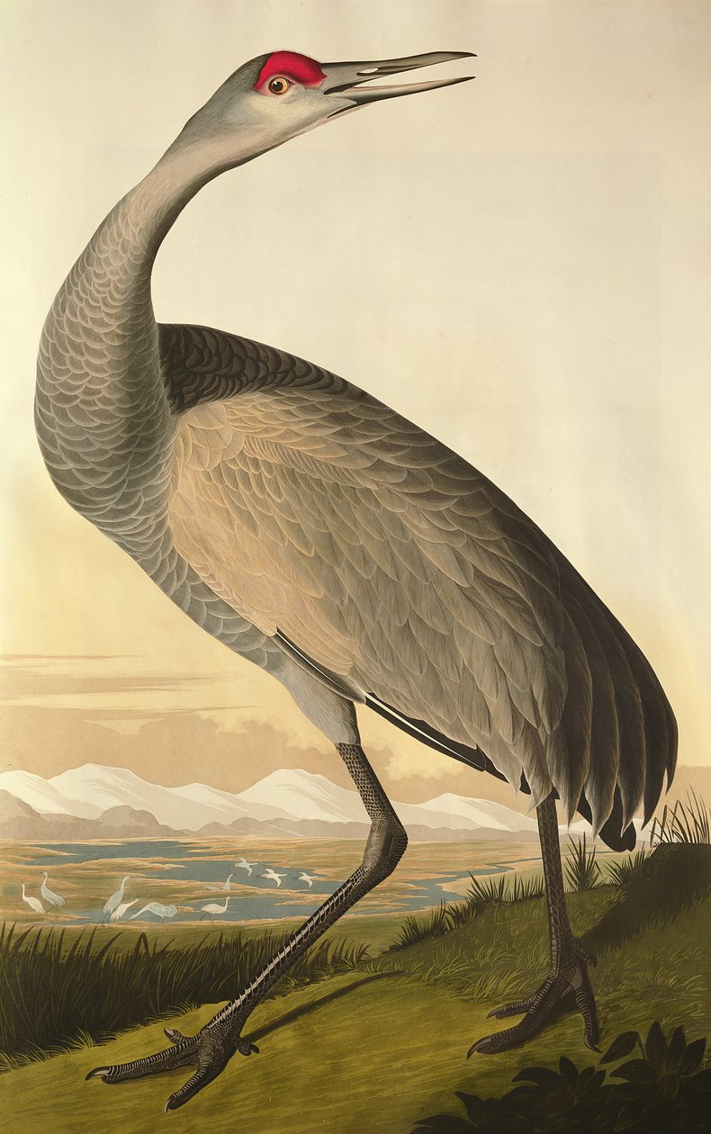 Sandhill Crane, teoksesta "Birds of America", kaiverrus Robert Havell (1793-1878) 1835 tekijältä John James Audubon