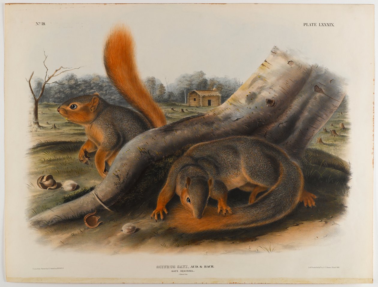 Orava sanoo tekijältä John James Audubon