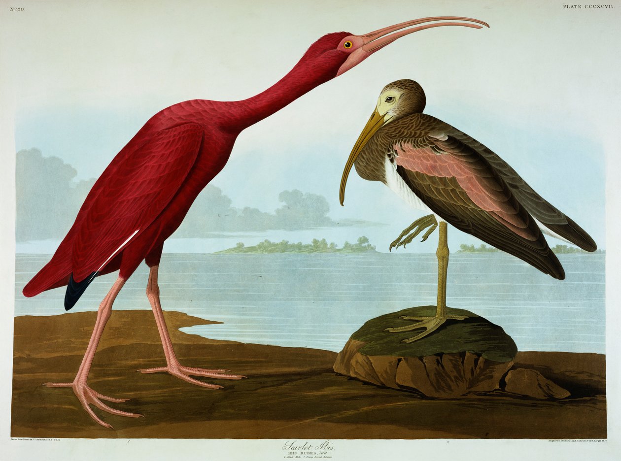 Scarlet Ibis tekijältä John James Audubon
