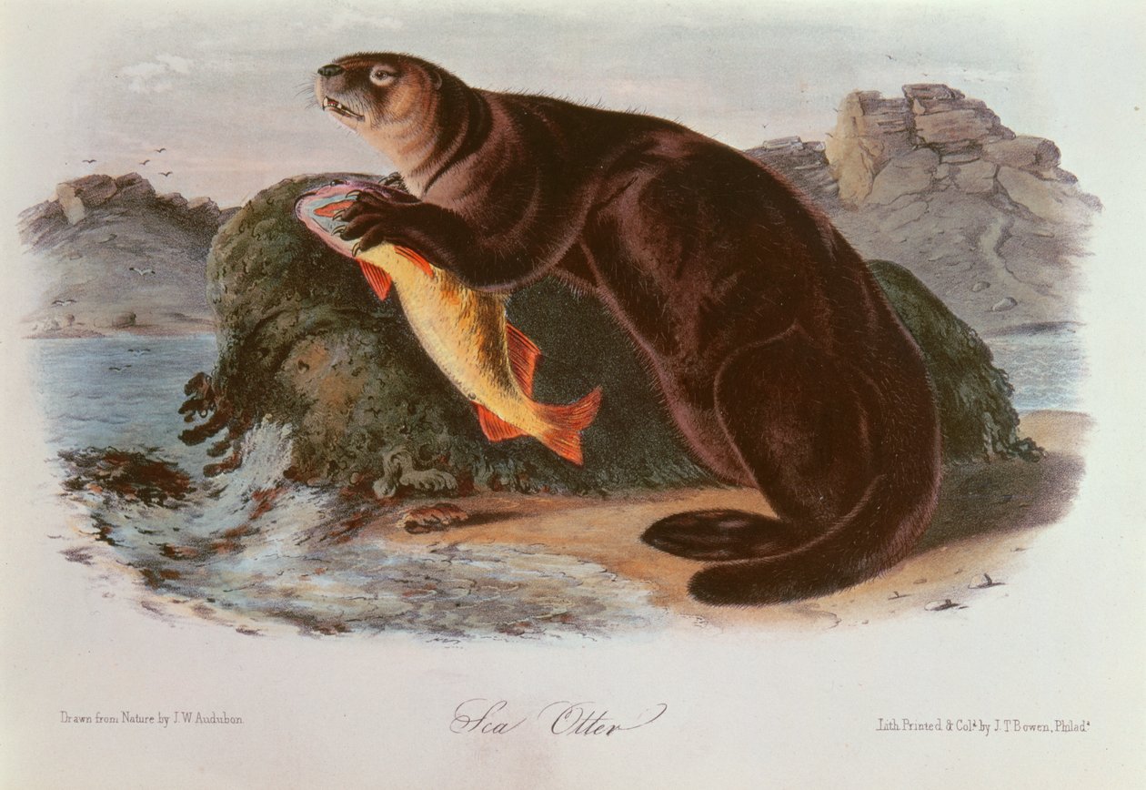 Merisaukko Pohjois-Amerikan nelijalkaisilta (1842-5) tekijältä John James Audubon