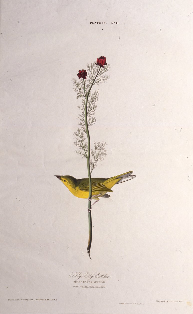 Selbys Perhosieppari. Teoksesta The Birds of America, 1827-1838. tekijältä John James Audubon