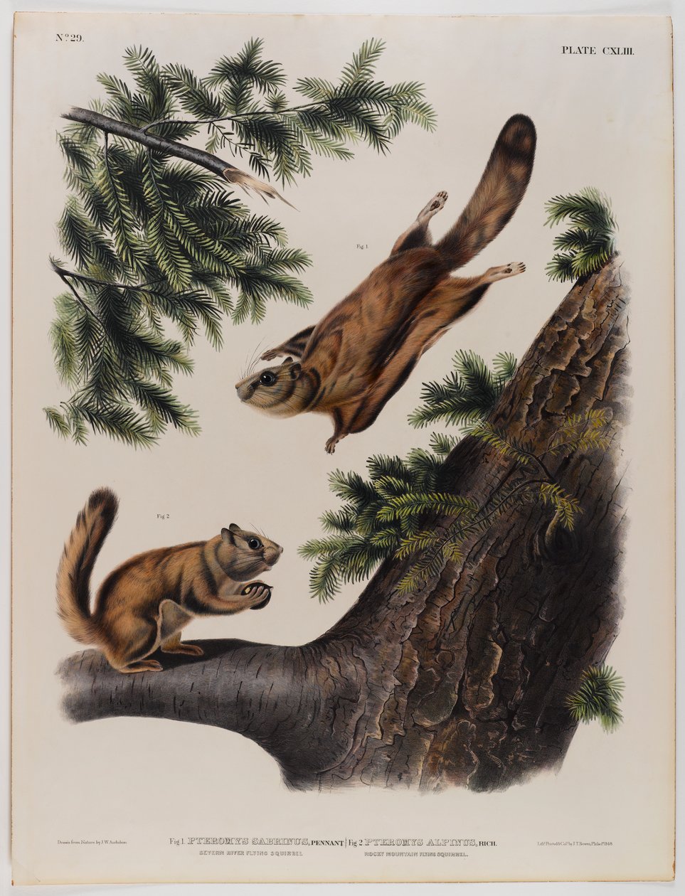 Severn River liito-orava (vasemmalla) ja Rocky Mountainin liito-orava (oikealla) tekijältä John James Audubon