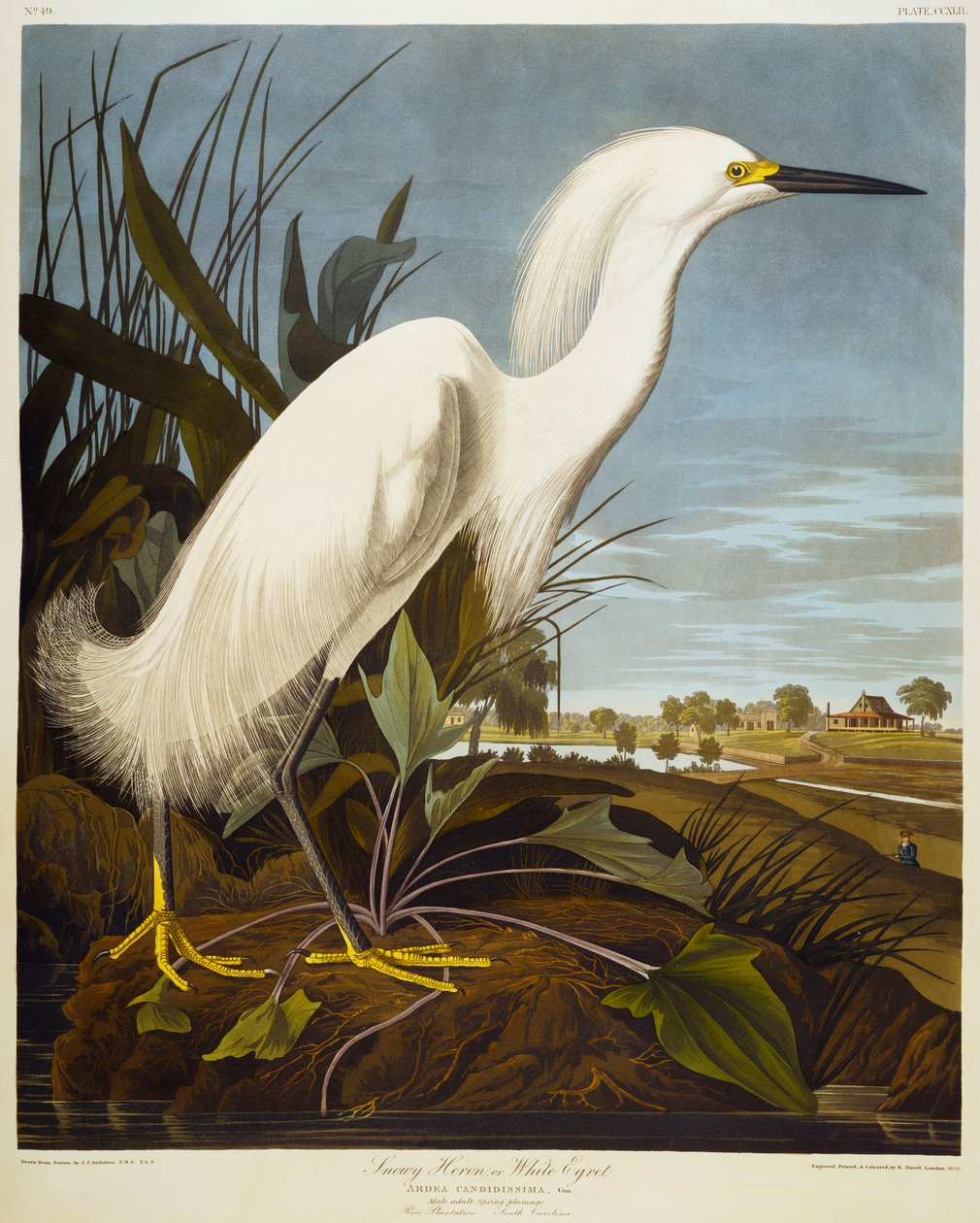 Luminen haikara tai valkoinen jalohaikara / luminen jalohaikara tekijältä John James Audubon