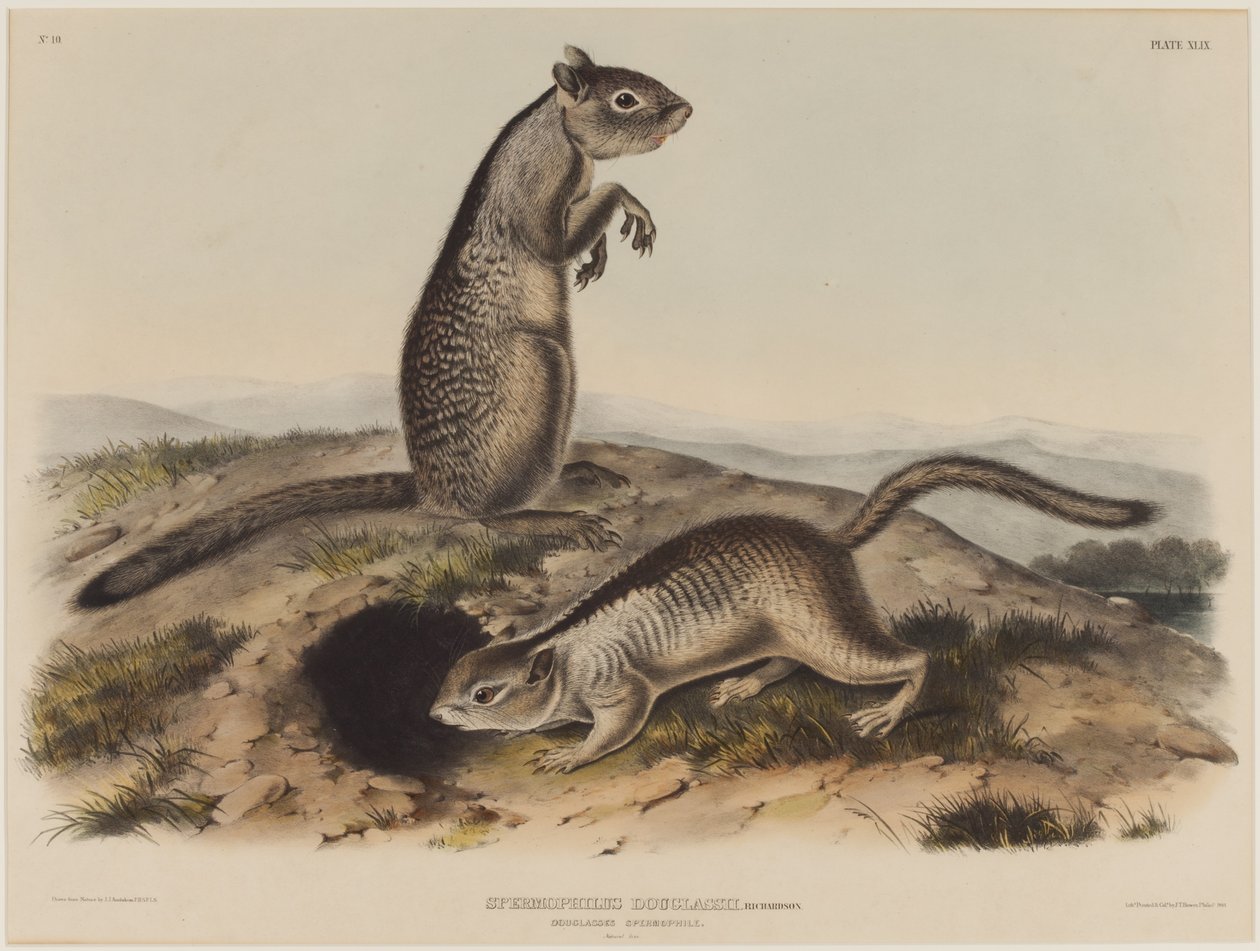 Spermophilus Douglassii (kaksi Douglas-oravat) tekijältä John James Audubon