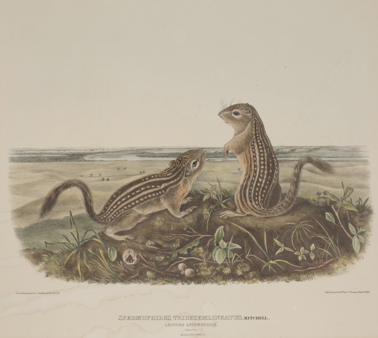 Spermophilus Tridecemlineatus (kaksi leopardi-oravat) tekijältä John James Audubon