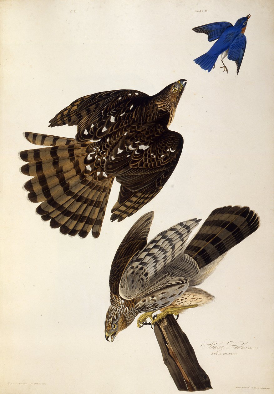 Stanley Hawks. Teoksesta The Birds of America, 1827-1838. tekijältä John James Audubon