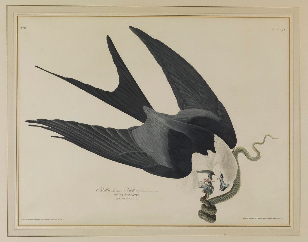 Pääskyliitäjä tekijältä John James Audubon