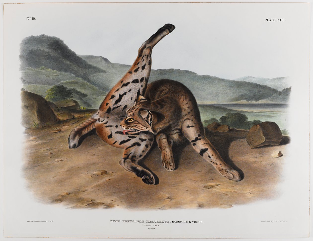 Texan ilves tekijältä John James Audubon