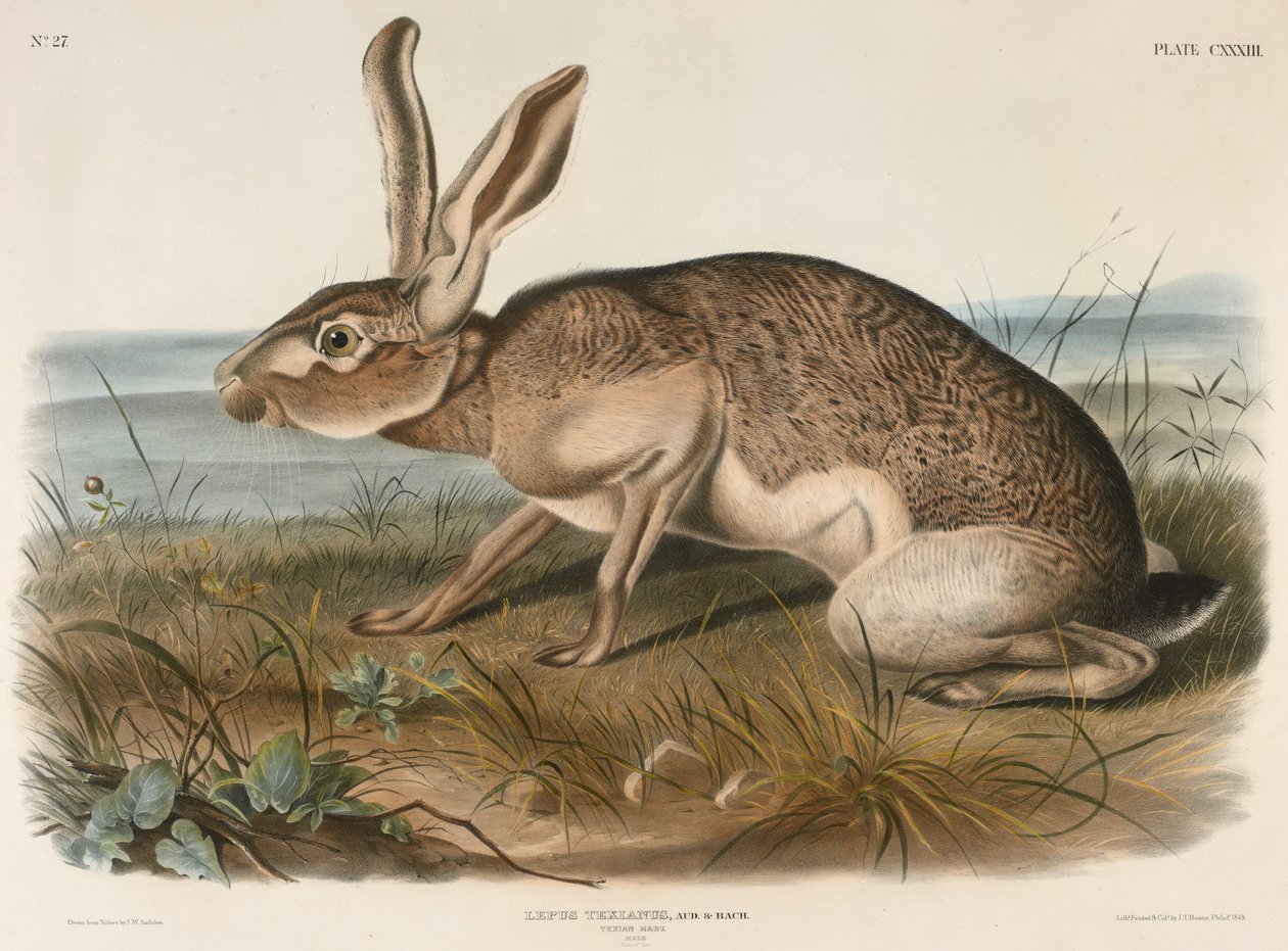 Texian Hare (Lepus Texianus), 1848 (käsinvärjätty litografia) tekijältä John James Audubon