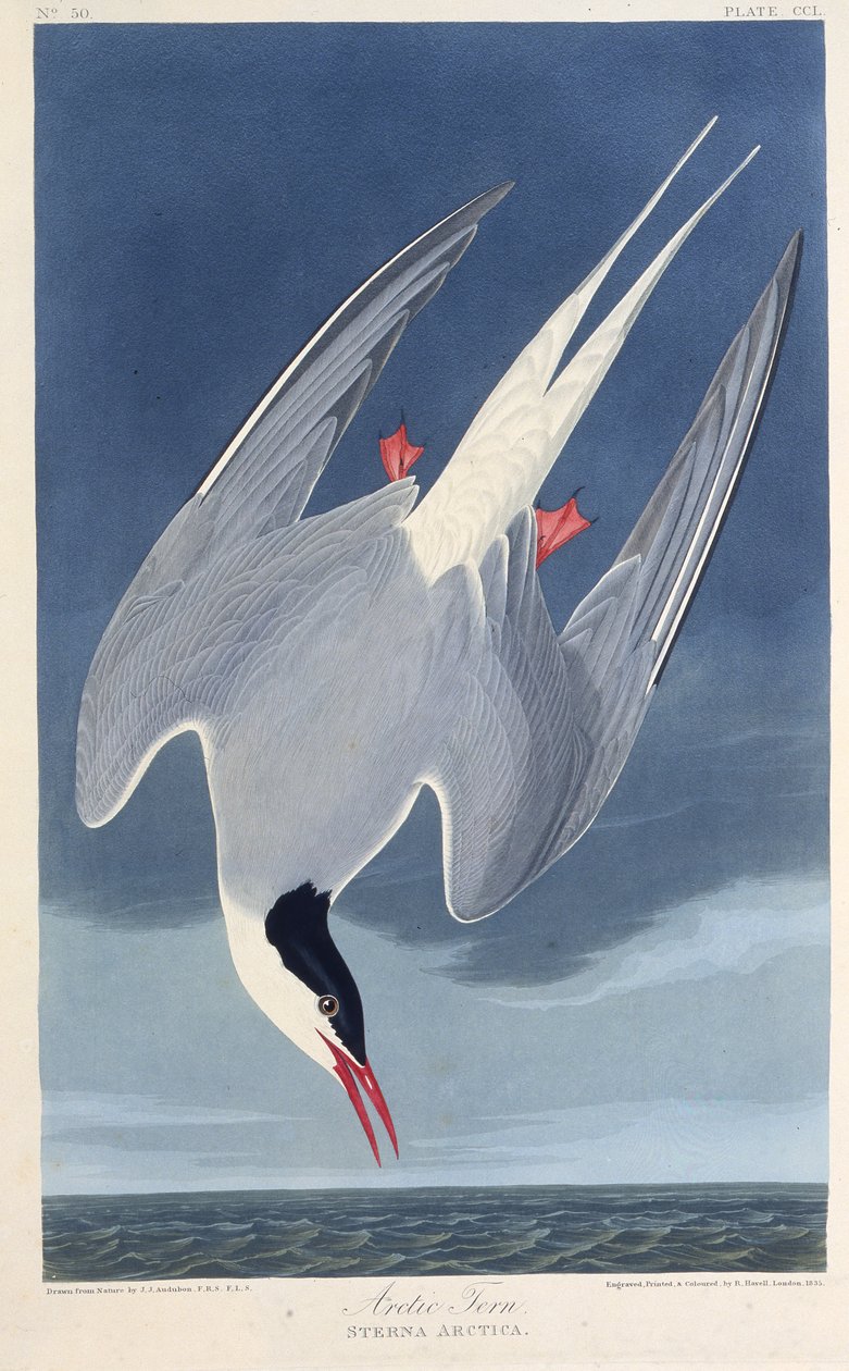 Arktinen tiira. Teoksesta The Birds of America, 1827-1838. tekijältä John James Audubon