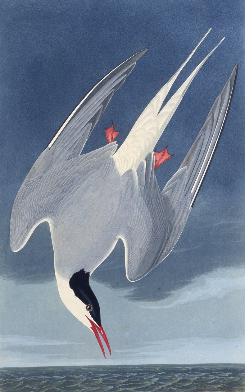 Arktinen tiira. Elokuvasta The Birds of America, 1827-1838. tekijältä John James Audubon