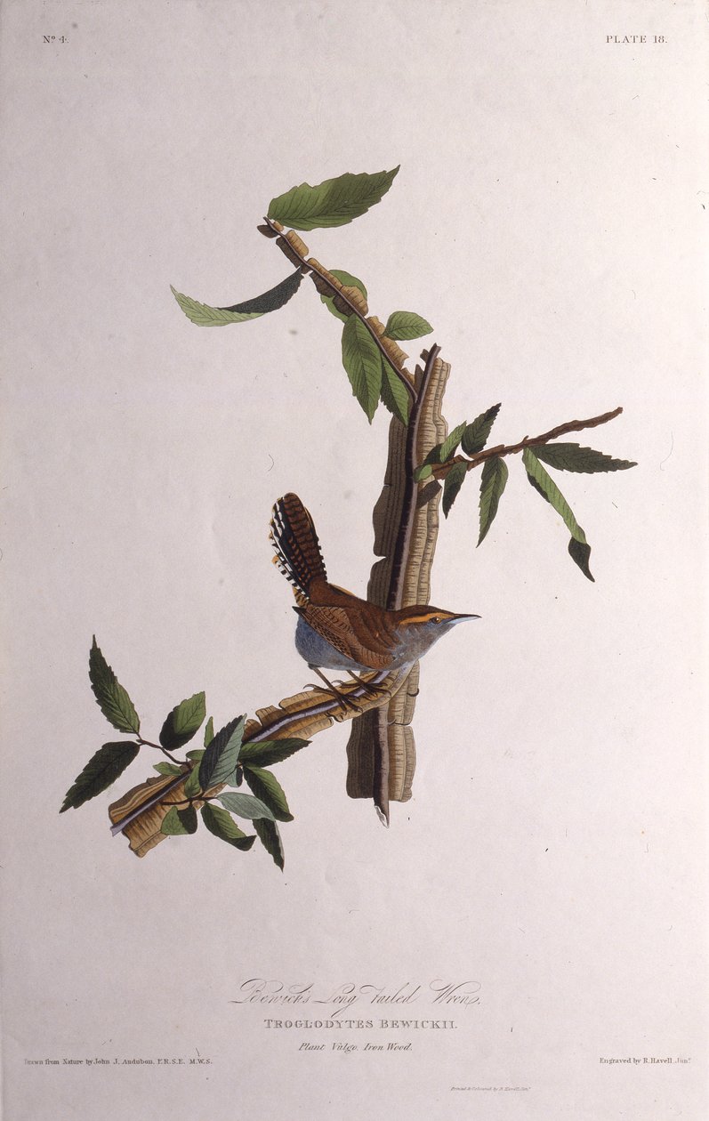 Bewicks wren. Teoksesta The Birds of America, 1827-1838. tekijältä John James Audubon