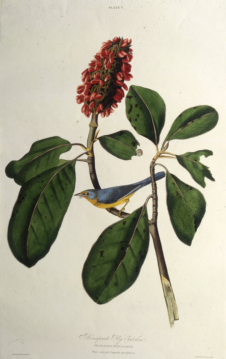 Kanadan kota. Teoksesta The Birds of America, 1827-1838. tekijältä John James Audubon