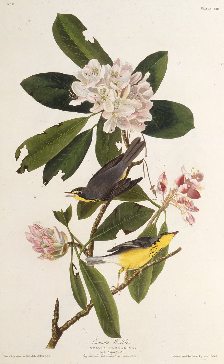 Kanadan kota. Teoksesta The Birds of America, 1827-1838. tekijältä John James Audubon