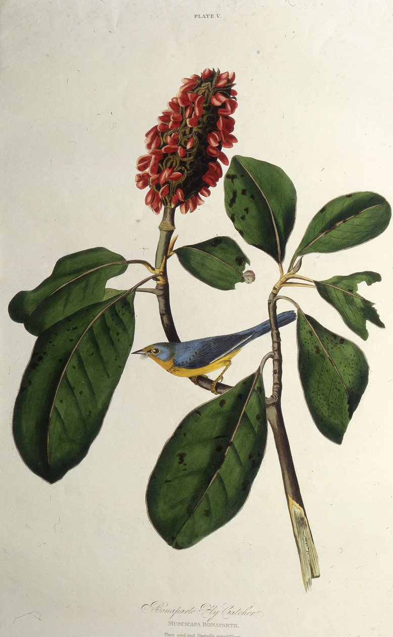 Kanadan kota. Teoksesta The Birds of America, 1827-1838. tekijältä John James Audubon