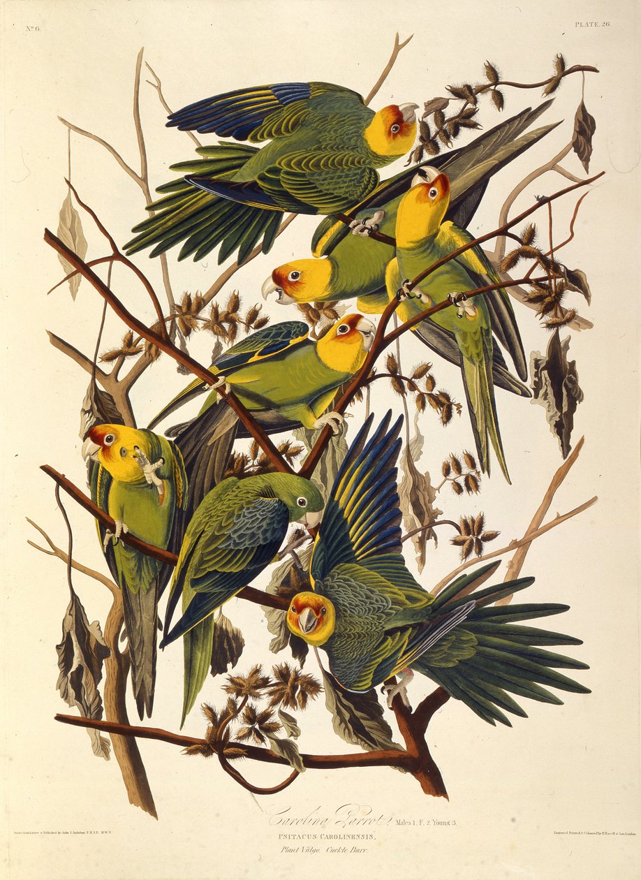 Carolina papukaija, The Birds of America, 1827-1838. tekijältä John James Audubon