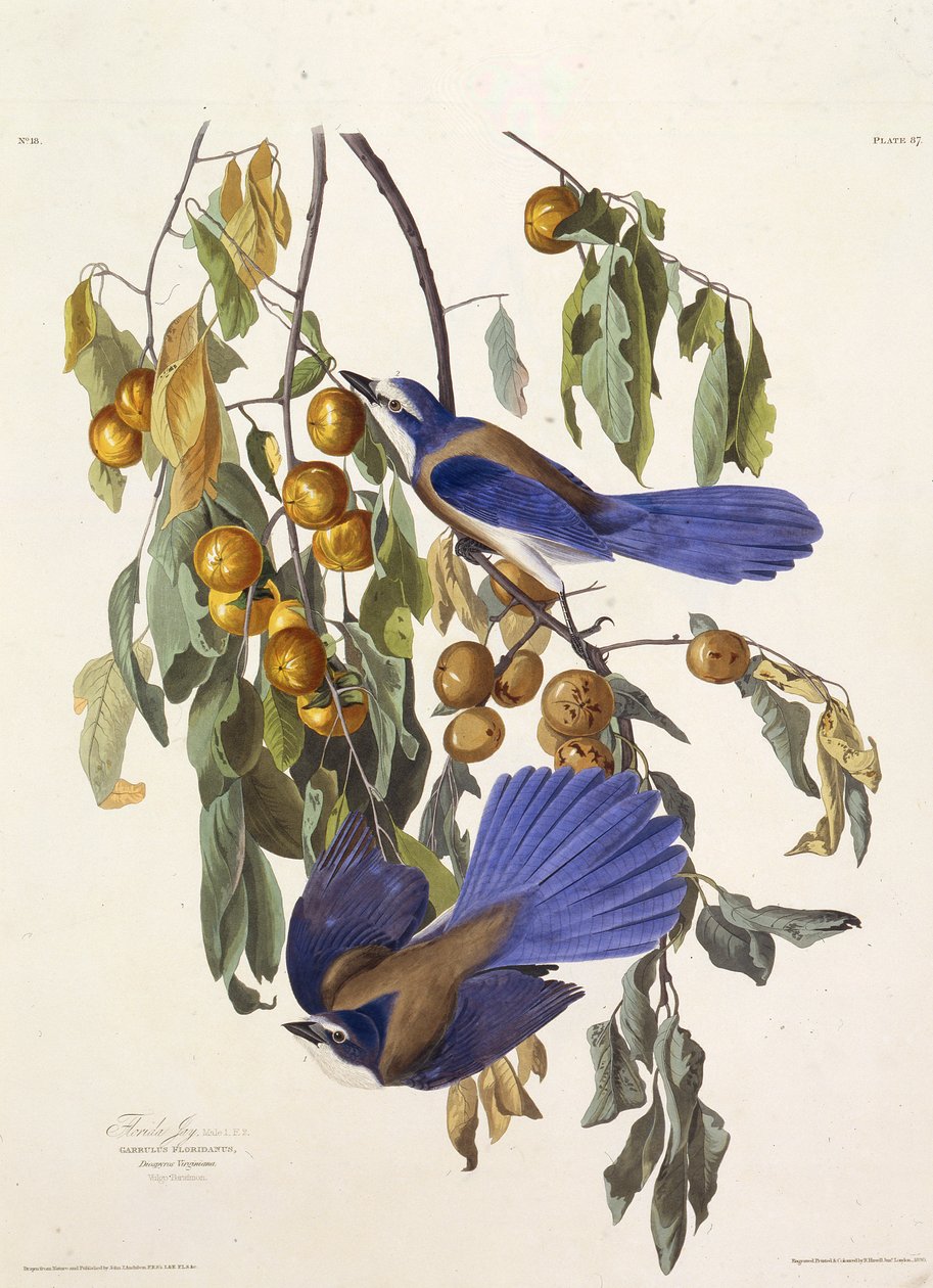 Floridan pensaikko. Teoksesta The Birds of America, 1827-1838. tekijältä John James Audubon