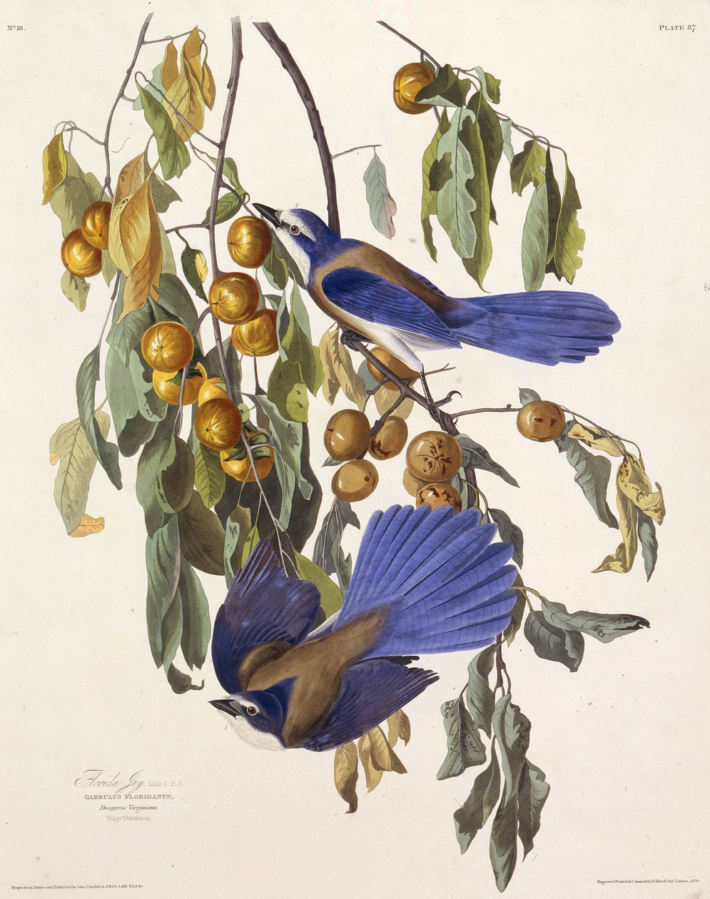 Floridan pensaikko. Teoksesta The Birds of America, 1827-1838. tekijältä John James Audubon