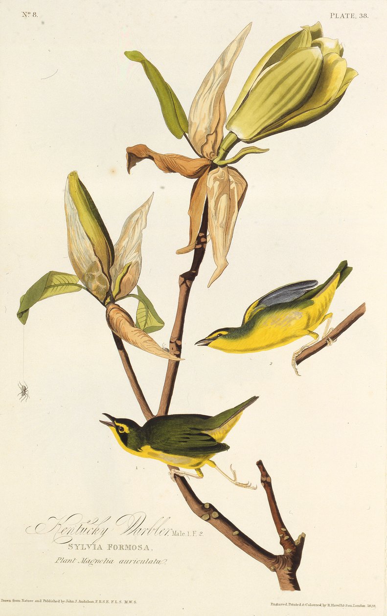 Kentucky-kirkka. Teoksesta The Birds of America, 1827-1838. tekijältä John James Audubon