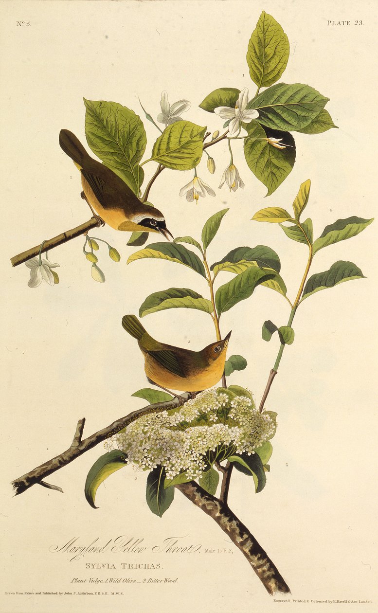 Marylandin keltakurkku. Teoksesta The Birds of America, 1827-1838. tekijältä John James Audubon