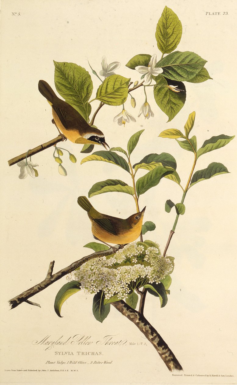 Marylandin keltakurkku. Teoksesta The Birds of America, 1827-1838. tekijältä John James Audubon