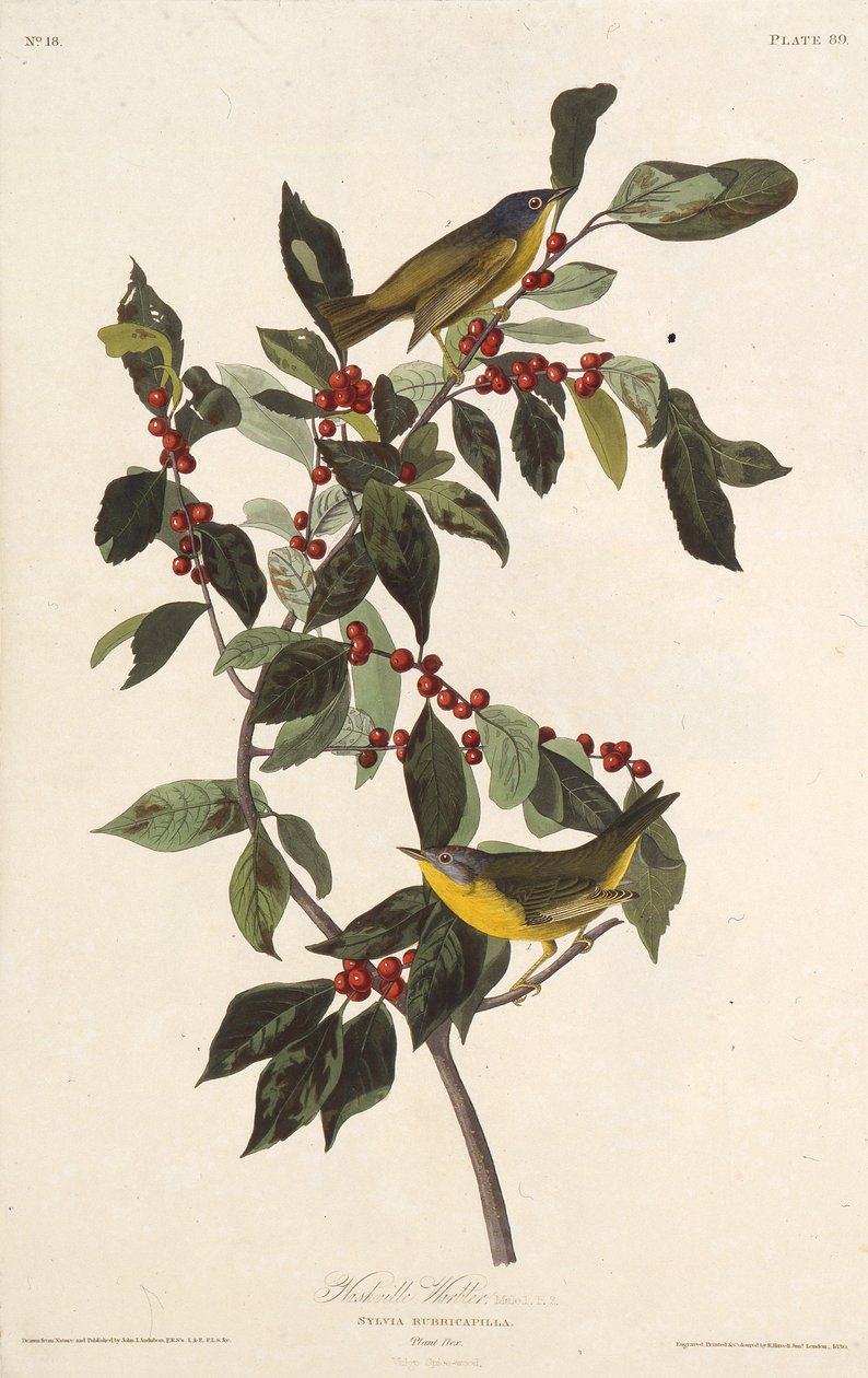 Nashvillen parta. Teoksesta The Birds of America, 1827-1838. tekijältä John James Audubon