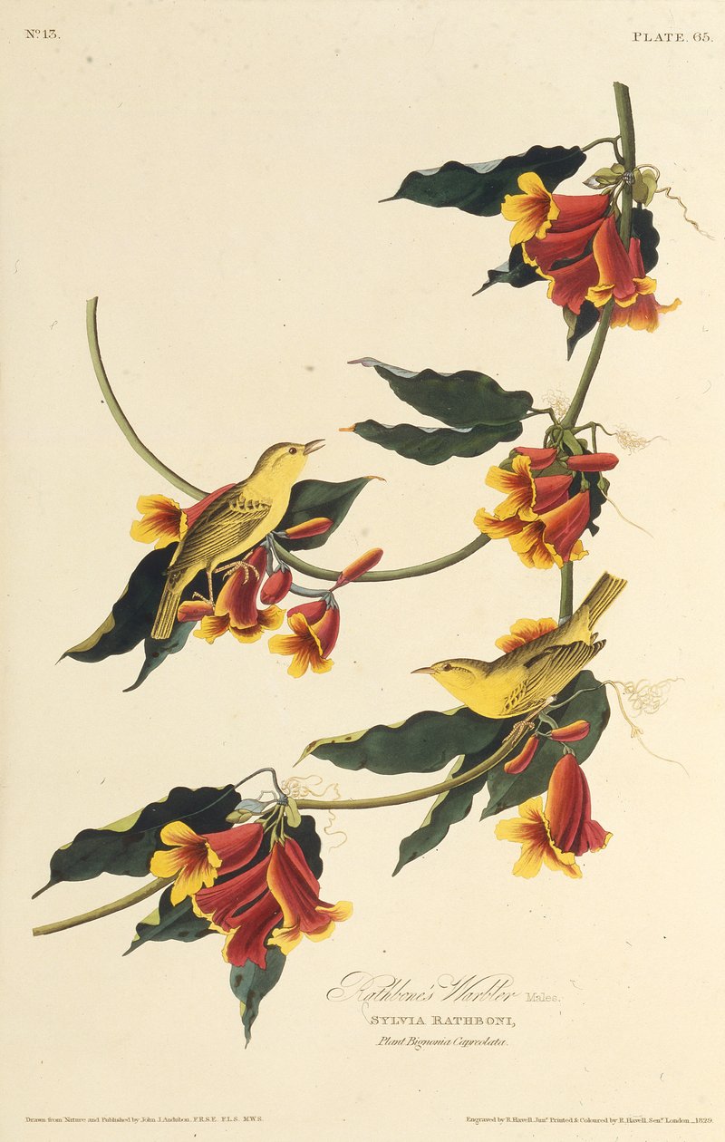 Rathbone Warbler. Teoksesta The Birds of America, 1827-1838. tekijältä John James Audubon