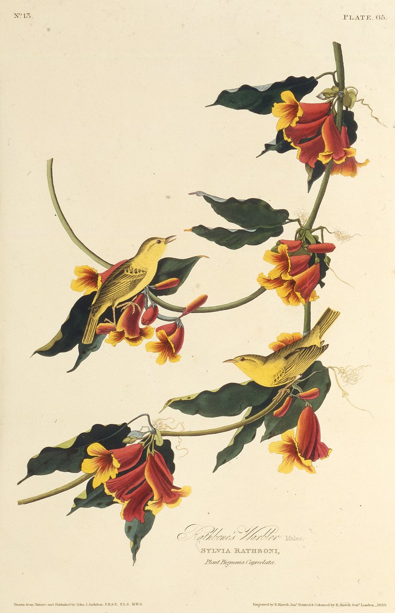 Rathbone Warbler. Teoksesta The Birds of America, 1827-1838. tekijältä John James Audubon