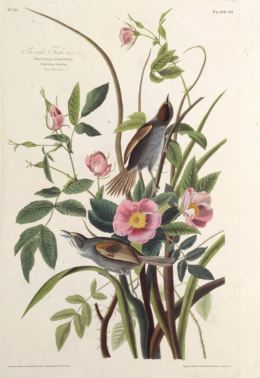 Merenpuoleinen peippo. Teoksesta The Birds of America, 1827-1838. tekijältä John James Audubon