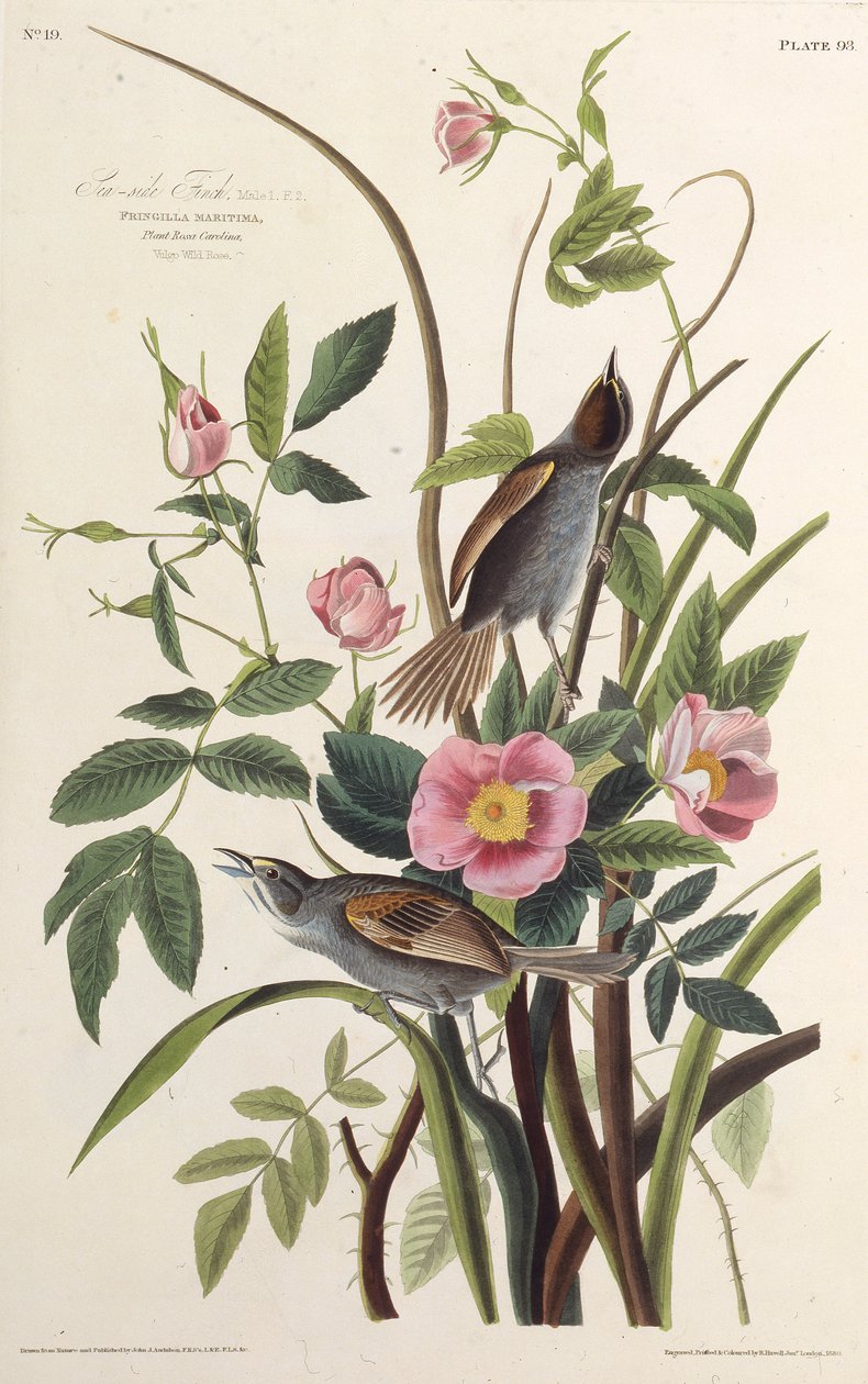 Merenpuoleinen peippo. Elokuvasta The Birds of America, 1827-1838. tekijältä John James Audubon
