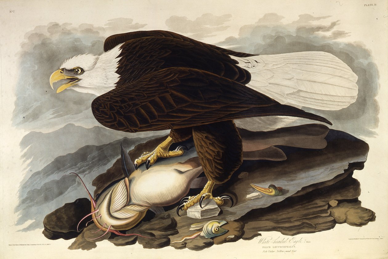 Kaljukotka. Elokuvasta The Birds of America, 1827-1838. tekijältä John James Audubon