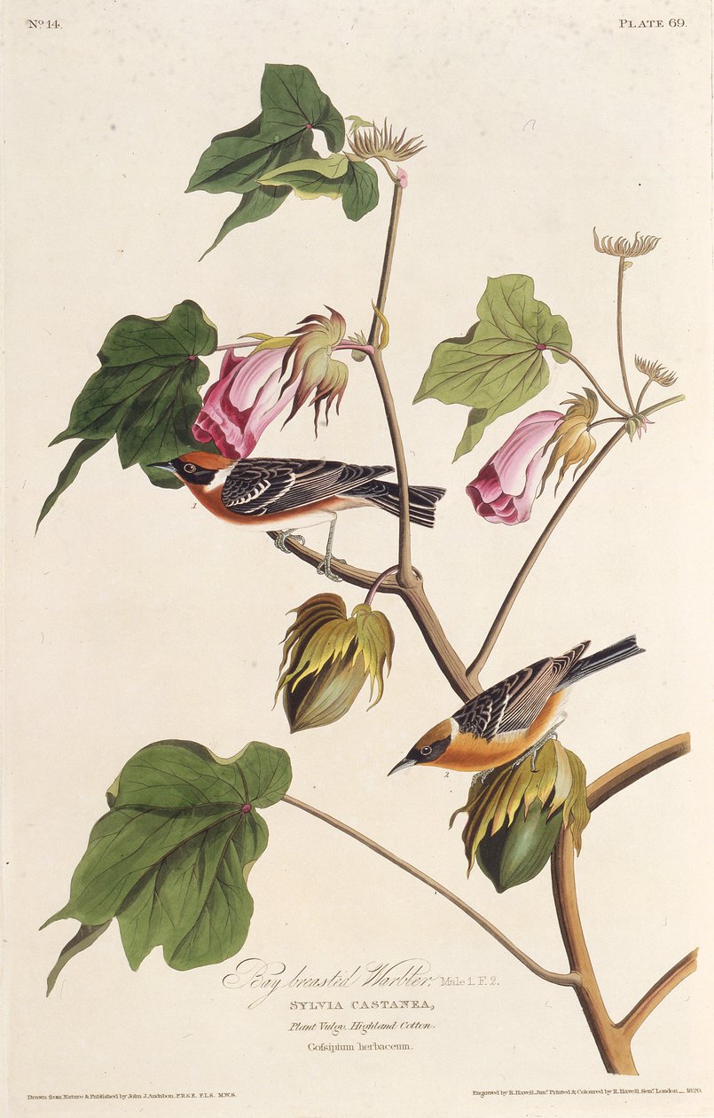 Lahtirintainen kotikko. Teoksesta The Birds of America, 1827-1838. tekijältä John James Audubon