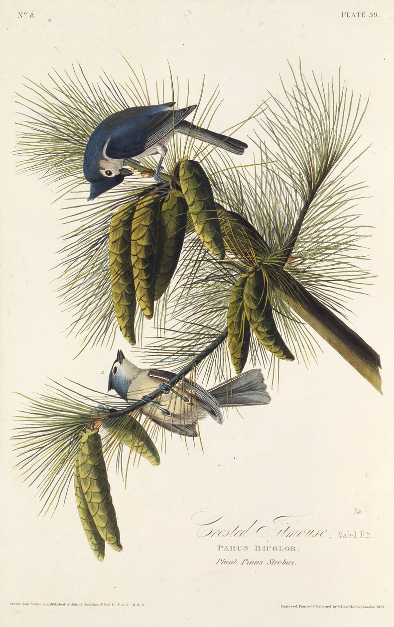 Mustaharjatiainen. Teoksesta The Birds of America, 1827-1838. tekijältä John James Audubon