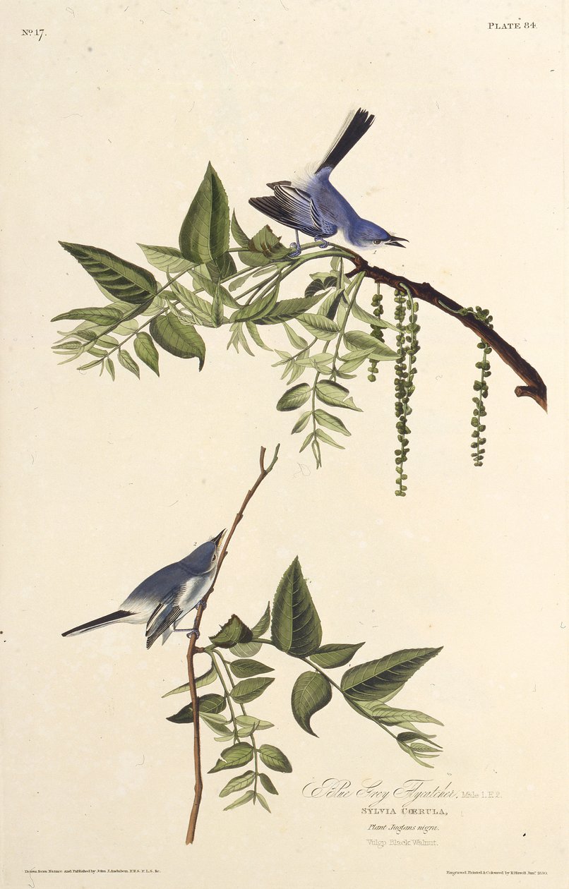 Siniharmaa sääskäsieppaaja. Teoksesta The Birds of America, 1827-1838. tekijältä John James Audubon
