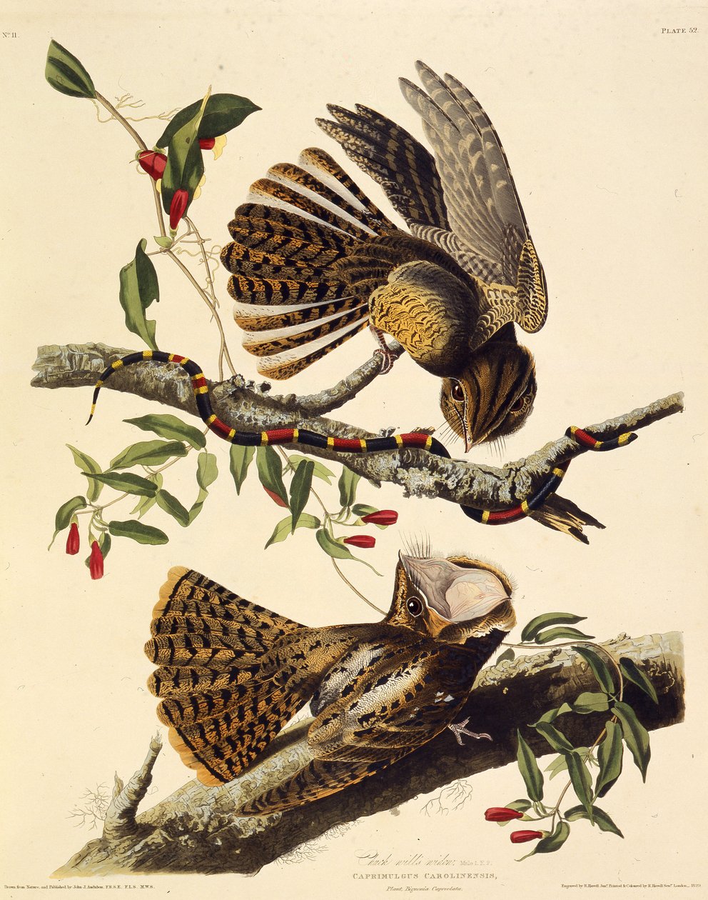 Chuck-wills-leski. Teoksesta The Birds of America, 1827-1838. tekijältä John James Audubon