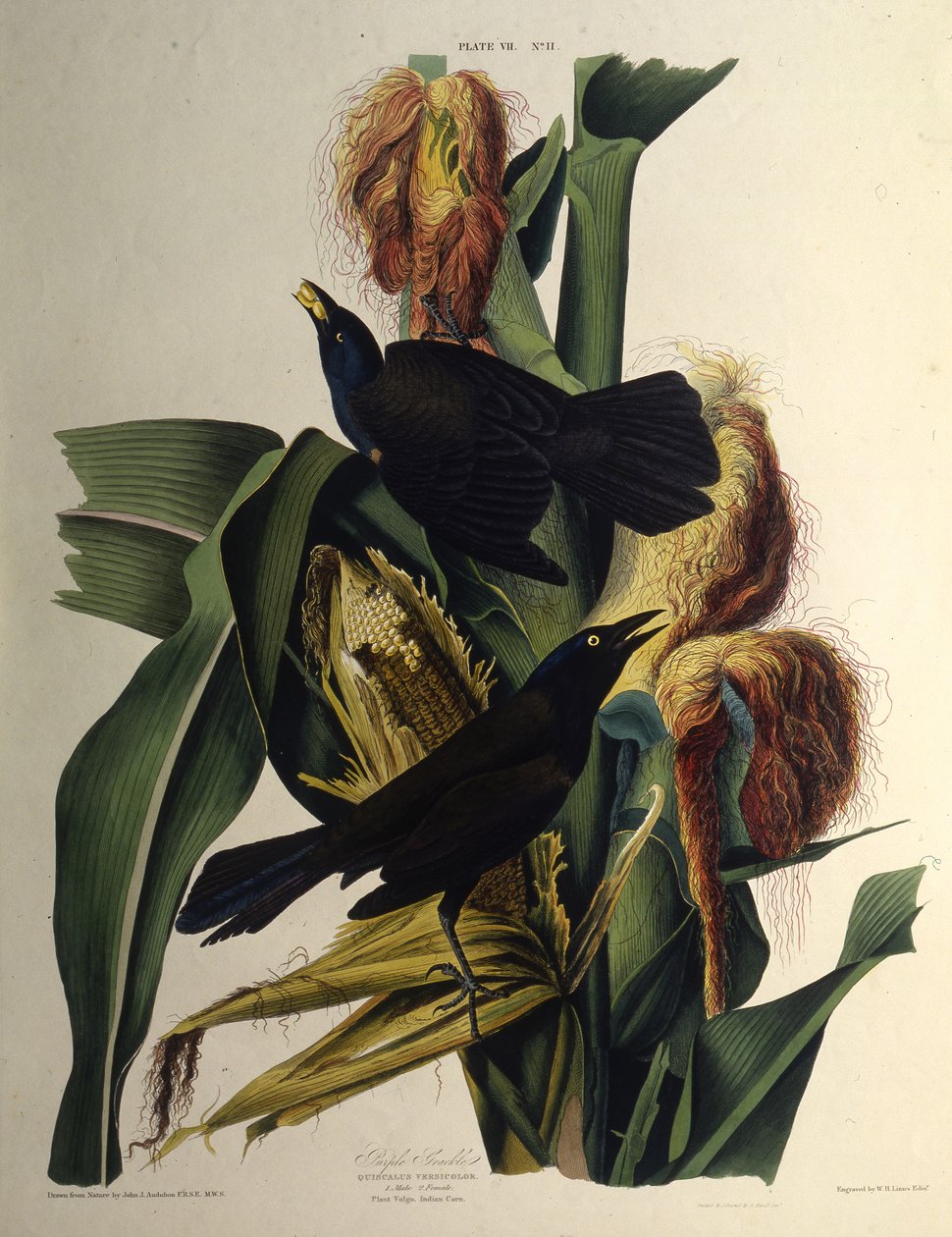 Tavallinen grackle. Teoksesta The Birds of America, 1827-1838. tekijältä John James Audubon