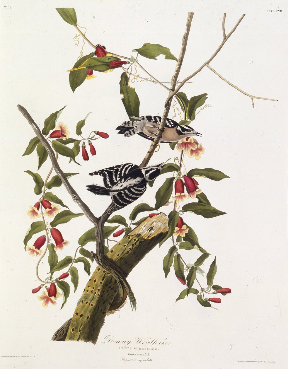 Untuhatikka. Teoksesta The Birds of America, 1827-1838. tekijältä John James Audubon
