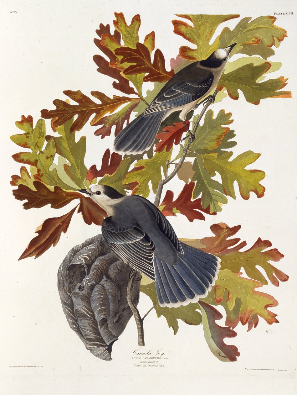 Harmaa jay. Teoksesta The Birds of America, 1827-1838. tekijältä John James Audubon