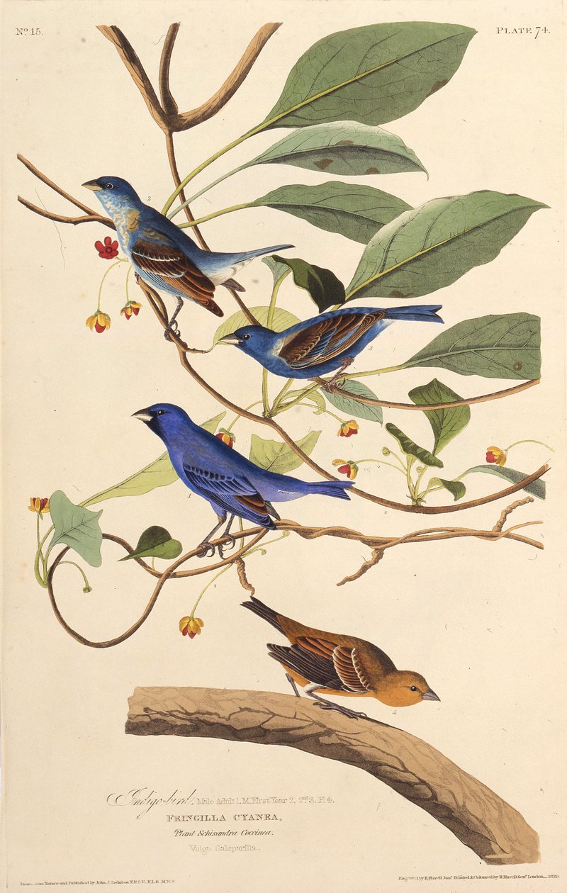 Indigolinnut. Teoksesta The Birds of America, 1827-1838. tekijältä John James Audubon