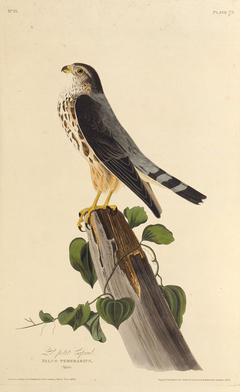 Merlin. Teoksesta The Birds of America, 1827-1838. tekijältä John James Audubon