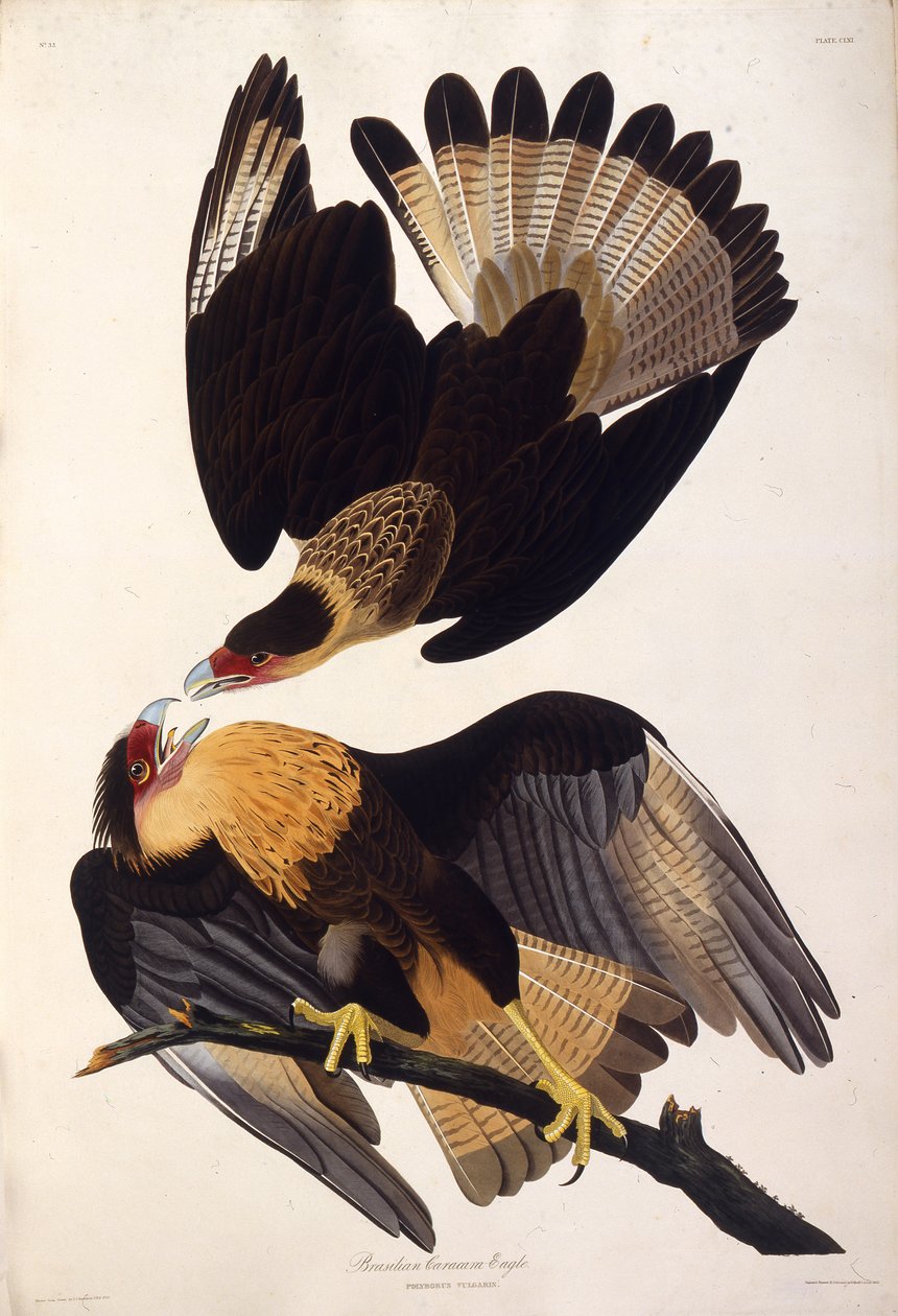 Pohjoinen harjascaracara. Teoksesta The Birds of America, 1827-1838. tekijältä John James Audubon