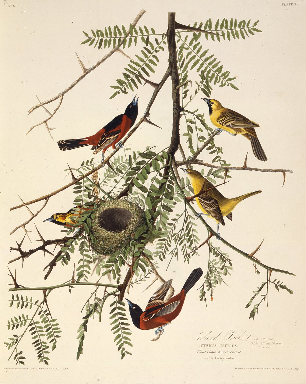 Hedelmätarhan oriole. Teoksesta The Birds of America, 1827-1838. tekijältä John James Audubon