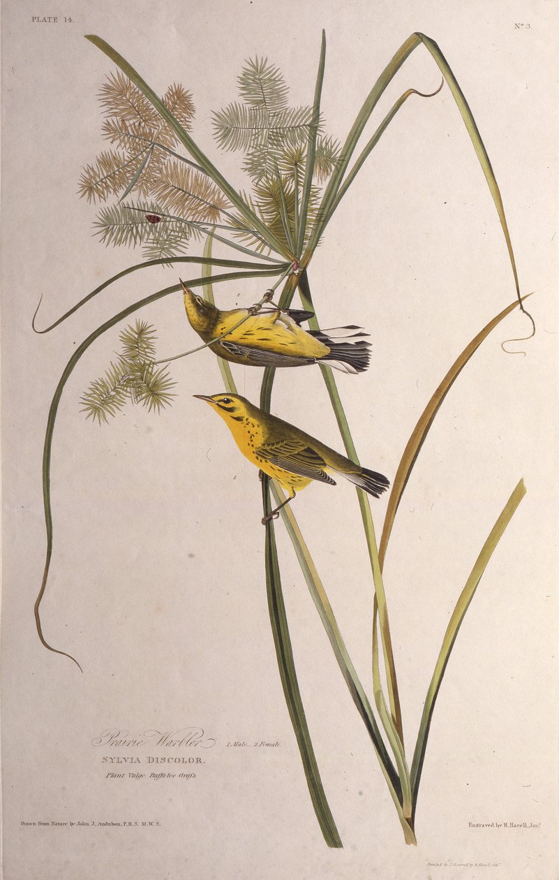 Preeriakoukku. Teoksesta The Birds of America, 1827-1838. tekijältä John James Audubon