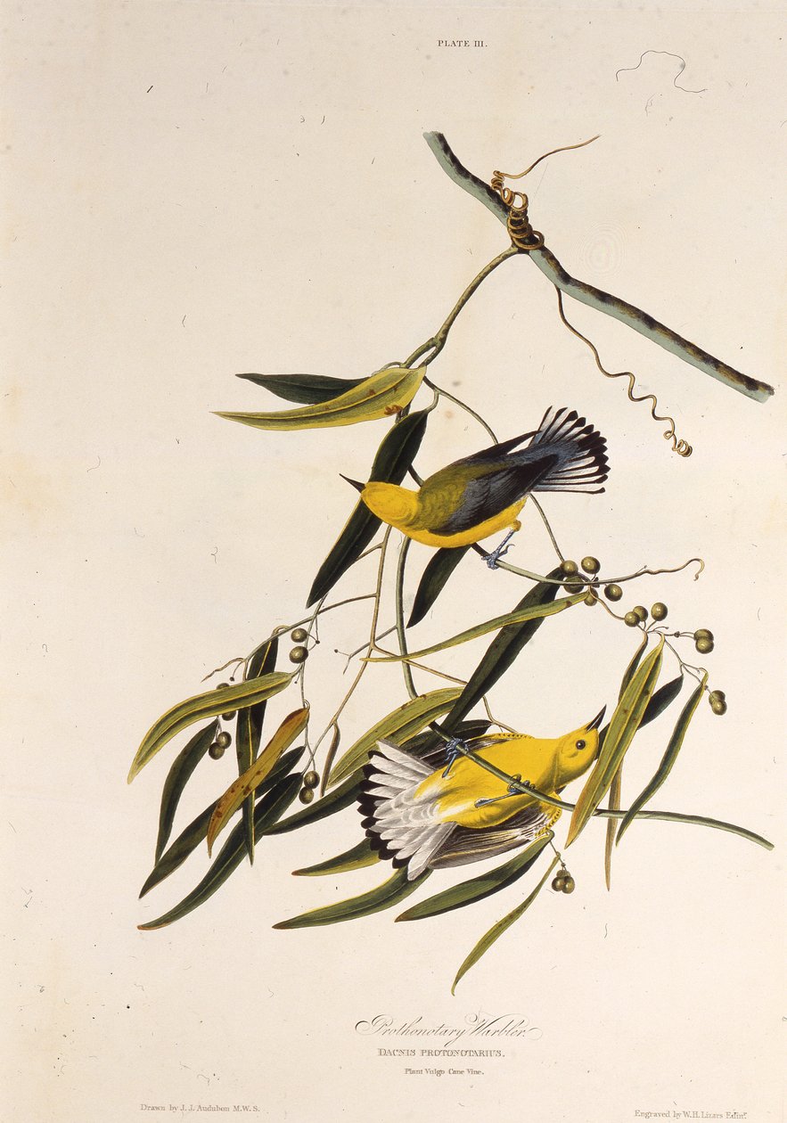 Protonotaarinen kotukka. Teoksesta The Birds of America, 1827-1838. tekijältä John James Audubon