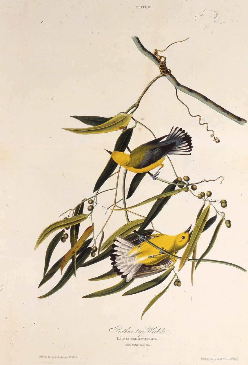 Protonotaarinen kotukka. Teoksesta The Birds of America, 1827-1838. tekijältä John James Audubon