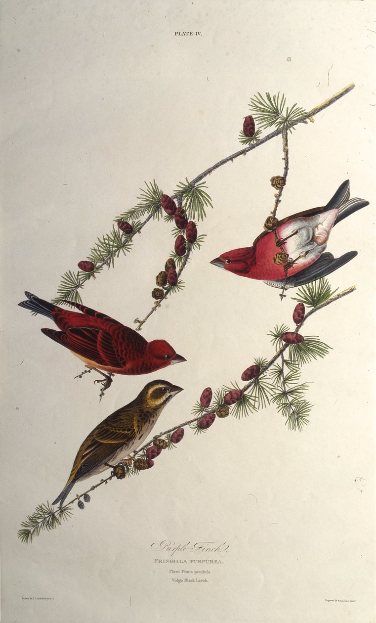 Violetti peippo. Teoksesta The Birds of America, 1827-1838. tekijältä John James Audubon