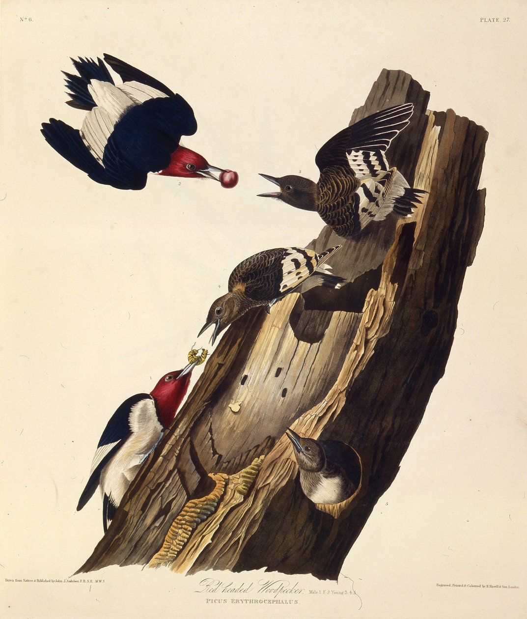 Punapäätikka. Teoksesta The Birds of America, 1827-1838. tekijältä John James Audubon