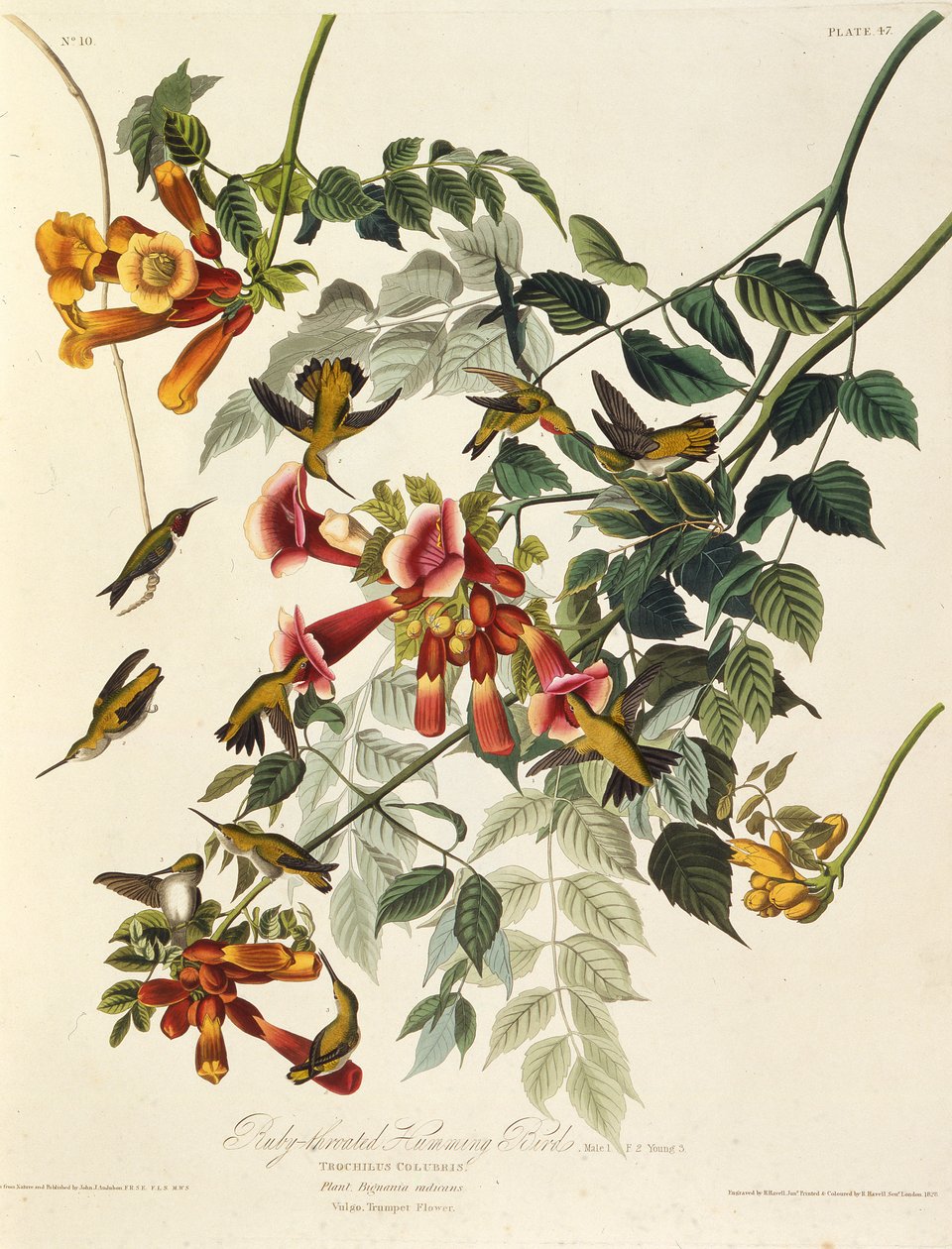 Rubiinikurkku kolibri. Teoksesta The Birds of America, 1827-1838. tekijältä John James Audubon
