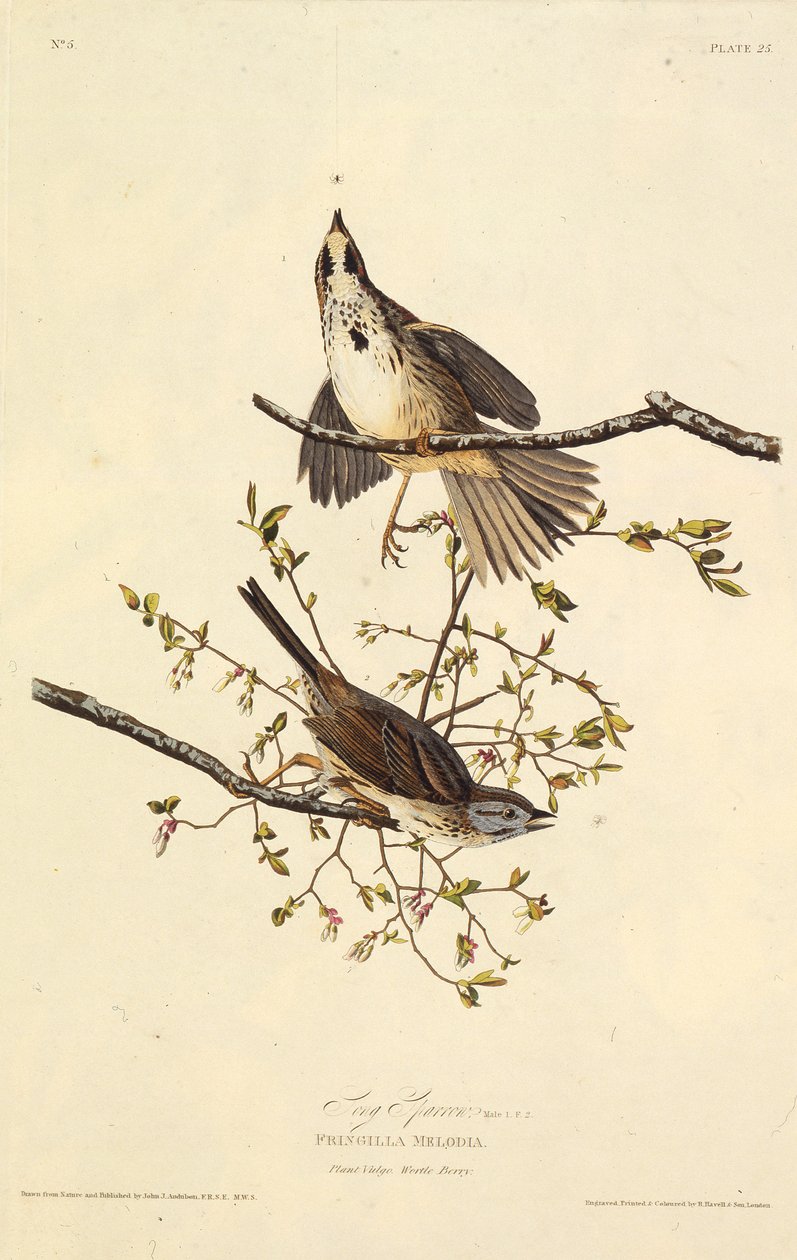 Laulu varpunen. Teoksesta The Birds of America, 1827-1838. tekijältä John James Audubon