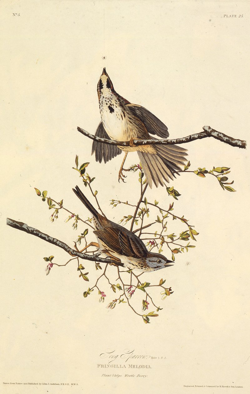 Laulu varpunen. Teoksesta The Birds of America, 1827-1838. tekijältä John James Audubon